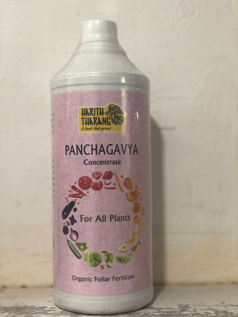 Panchagavya concentrate