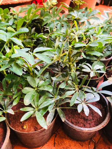 Schefflera