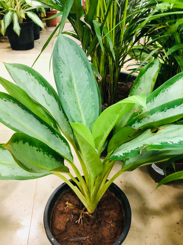 Aglaonema butterfly