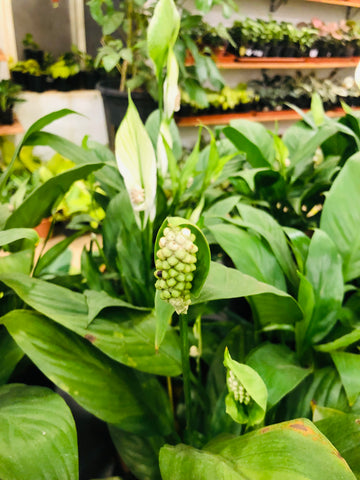 Spathiphyllum (Peace Lily Plant)