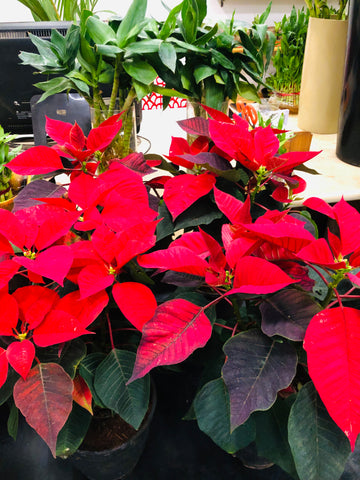 Poinsettia