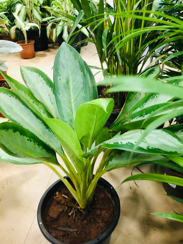 Aglaonema butterfly