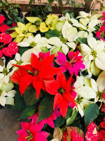 Poinsettia