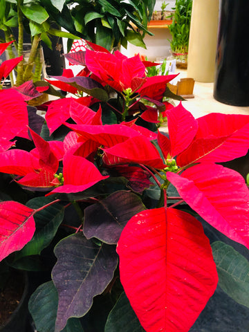 Poinsettia