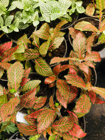 Fittonia