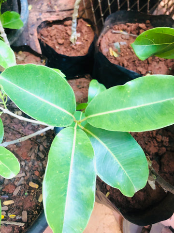 sapote tree