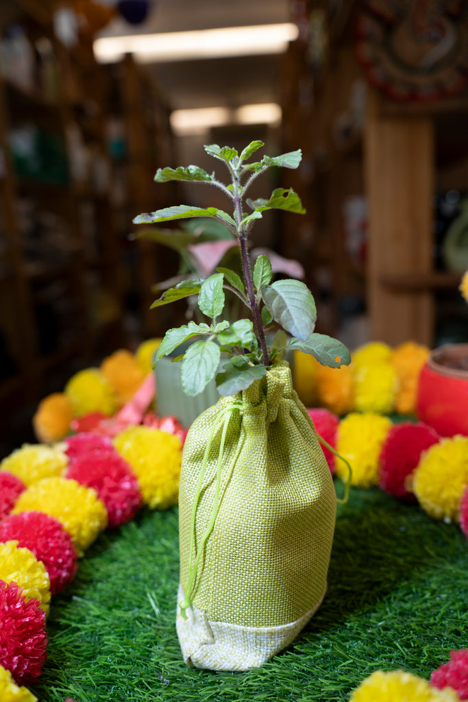 Tulsi plant