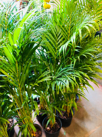 Areca Palm