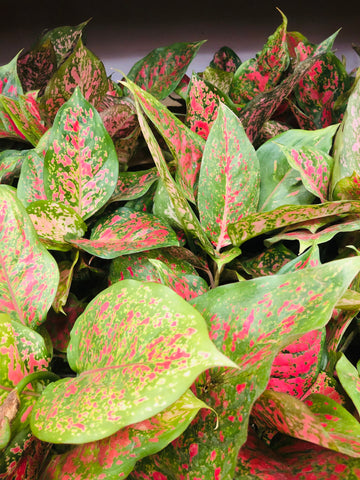 Aglaonema red