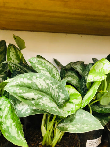 Silver pothos