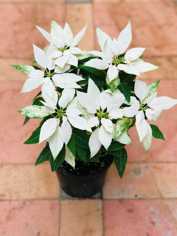 Poinsettia