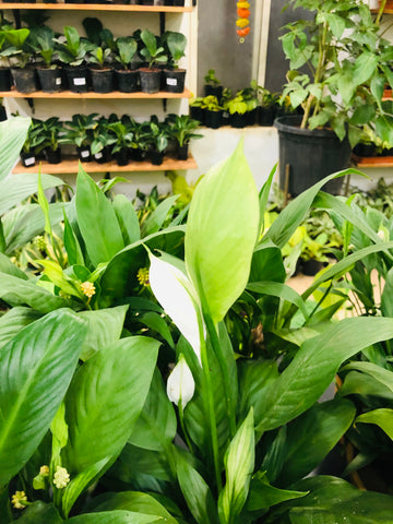 Spathiphyllum (Peace Lily Plant)