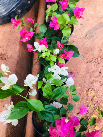 Bougainvillea