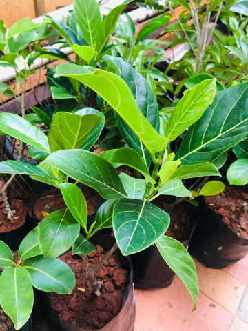 jackfruit tree