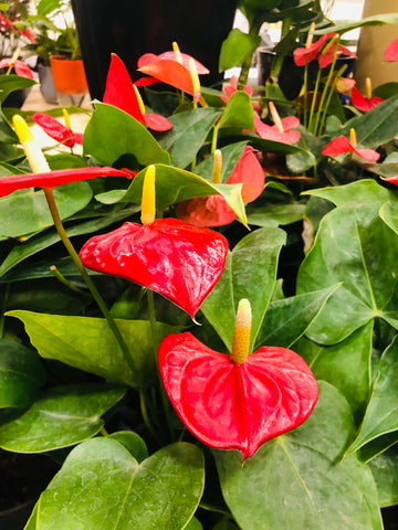 Anthurium