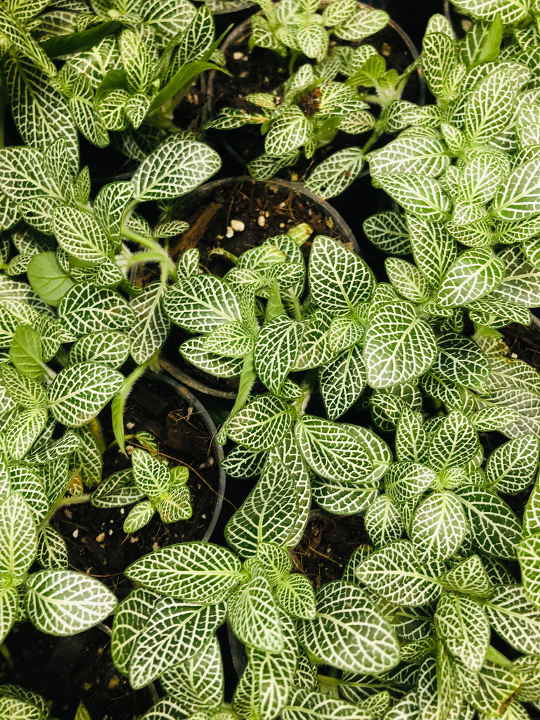 Fittonia