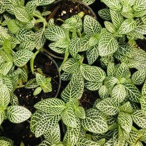 Fittonia