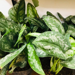 Silver pothos