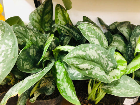 Silver pothos