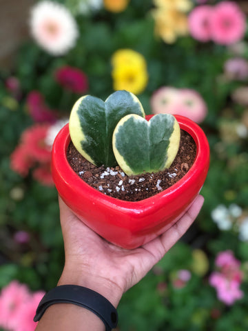 HOYA WITH RED POT