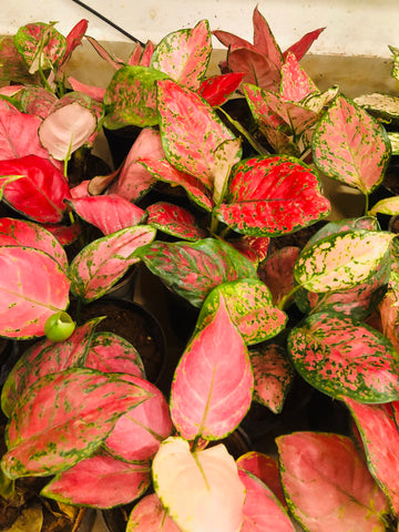 Aglaonema pink