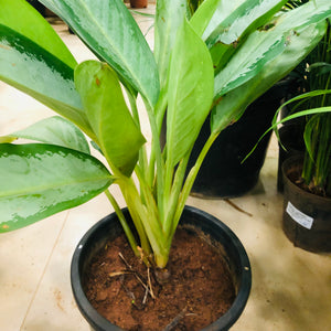 Aglaonema butterfly