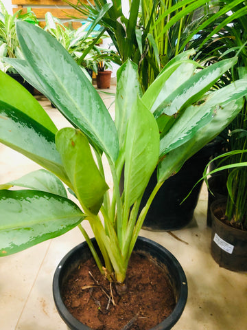 Aglaonema butterfly