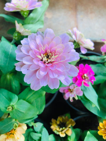 Zinnia