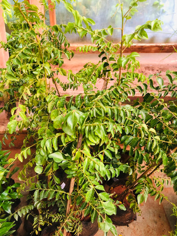 Curry leaves / Kaṟivēppilai