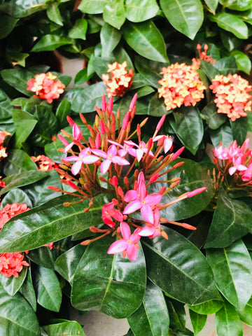 IXORA