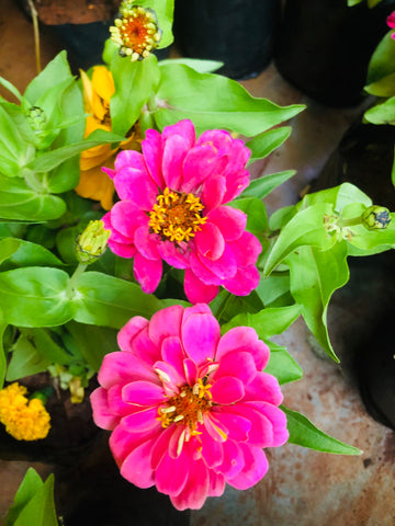 Zinnia