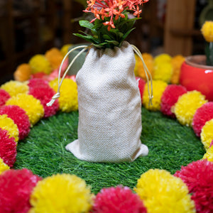 Ixora plant