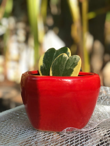 HOYA WITH RED POT