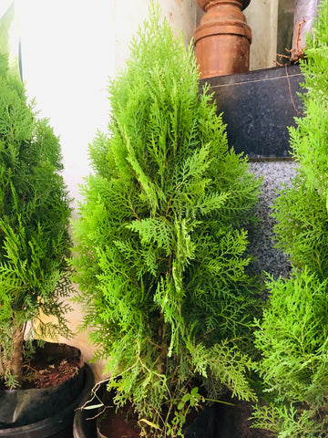 thuja plant