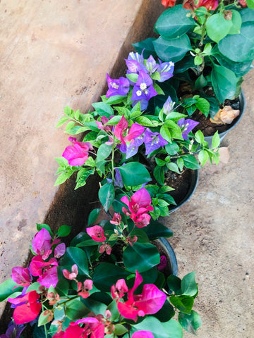 Bougainvillea