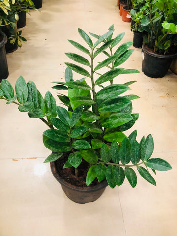 Zamia Cycus ZZ PLANT