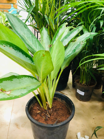 Aglaonema butterfly