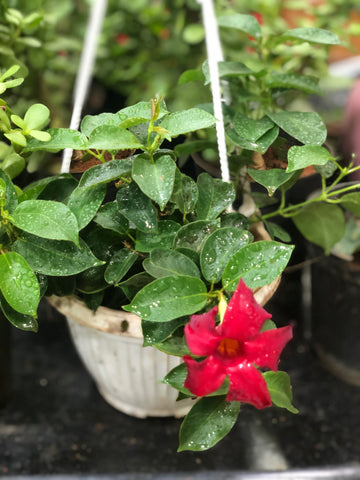 Mandevilla