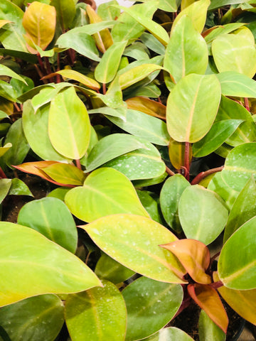 philodendron Congo yellow