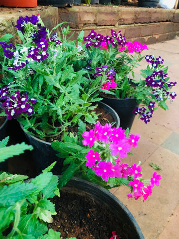 verbena plant