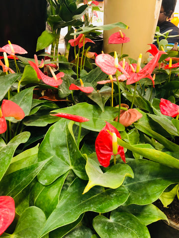 Anthurium