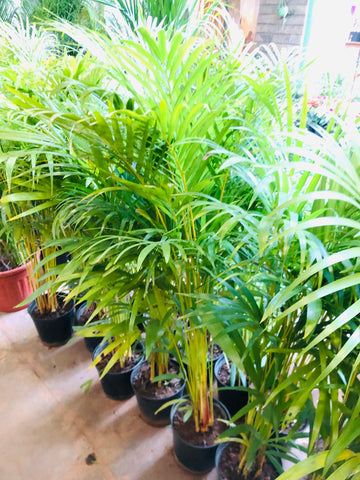 Areca Palm