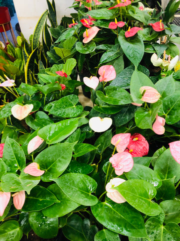 Anthurium