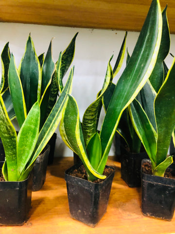 Snake plant / Sanseviera