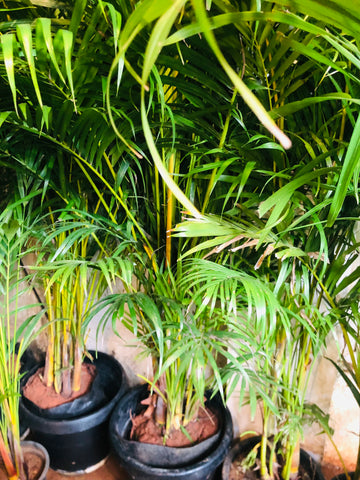 Areca Palm