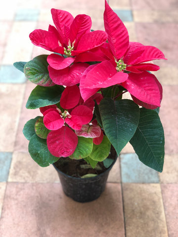 Poinsettia