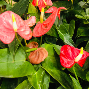 Anthurium