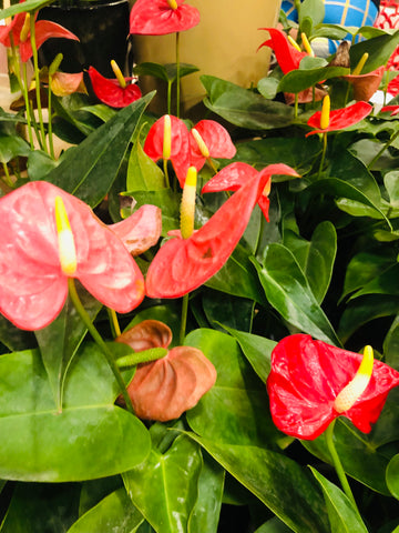 Anthurium