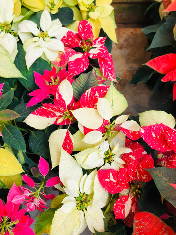 Poinsettia