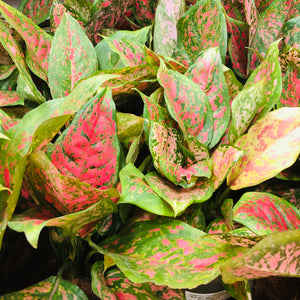 Aglaonema red